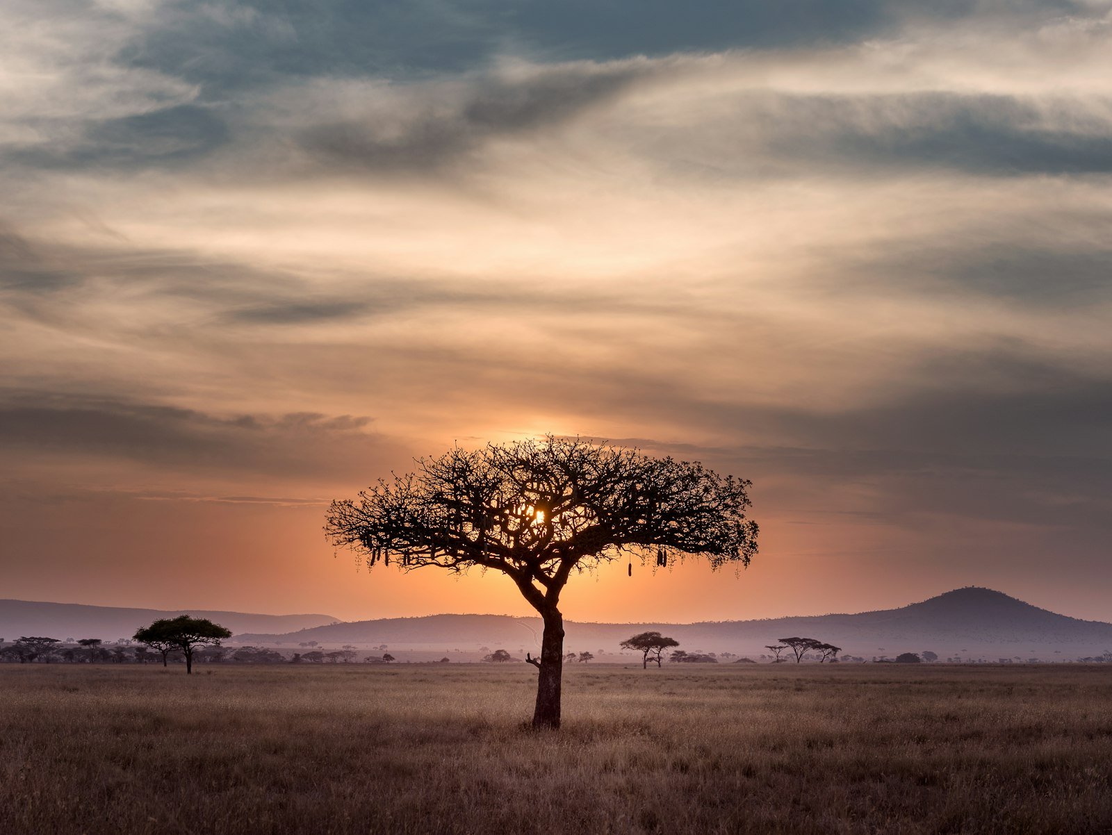 Sahel field